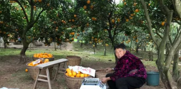 又是一年“橙”熟时， 龙口村持续践行消费扶贫行动